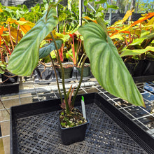 Load image into Gallery viewer, Philodendron Plowmanii, Exact Plant Ships Nationwide
