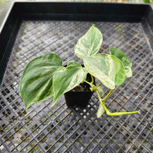 Load image into Gallery viewer, Philodendron Hederaceum, Heart Leaf, Exact Plant Variegated Ships Nationwide
