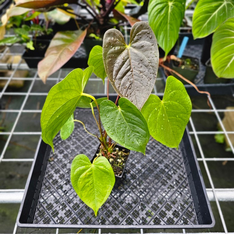 Anthurium Red Beauty, Exact Plant