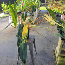 Load image into Gallery viewer, Philodendron Billietiae, Exact Plant Ships Nationwide
