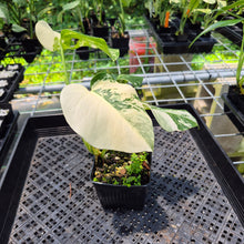 Load image into Gallery viewer, Monstera Borsigiana Albo Deliciosa Variegated exact plant, Fedex 2day*
