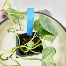 Load image into Gallery viewer, Philodendron Hederaceum, Heart Leaf, Exact Plant Variegated Ships Nationwide

