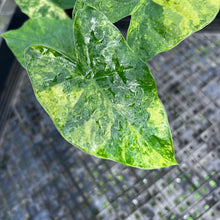 Load image into Gallery viewer, Alocasia Gageana Aurea, Exact Plant Variegated
