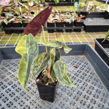 Load image into Gallery viewer, Alocasia Sedenii Aurea Variegated exact plant, Fedex 2day*
