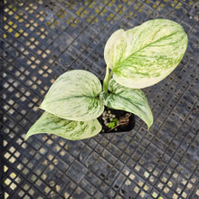 Load image into Gallery viewer, Scindapsus Moonlight Marble, Exact Plant Variegated Ships Nationwide

