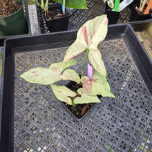 Load image into Gallery viewer, Syngonium Strawberry Milk, Exact Plant Variegated Ships Nationwide
