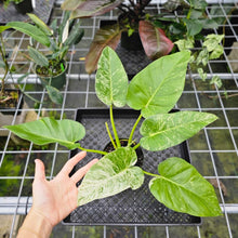 Load image into Gallery viewer, Philodendron Giganteum, Exact Plant Variegated
