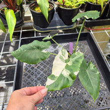 Load image into Gallery viewer, Alocasia Odora, Okinawa Silver, Exact Plant Variegated Ships Nationwide
