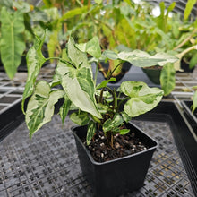 Load image into Gallery viewer, Syngonium Three Kings Magic Marble, Exact Plant Variegated Ships Nationwide
