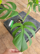 Load image into Gallery viewer, Monstera Sierrana Hawaii Clone, Exact Plant Ships Nationwide
