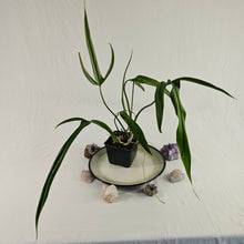 Load image into Gallery viewer, Philodendron Holtonianum, Exact Plant
