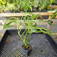 Load image into Gallery viewer, Monstera Adansonii Mint &quot;Indonesia&quot;, Exact Plant Variegated Ships Nationwide
