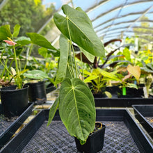 Load image into Gallery viewer, Anthurium Angamarcanum , Exact Plant
