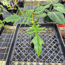 Load image into Gallery viewer, Philodendron Florida Beauty X Tortum, Exact Plant green Form Ships Nationwide
