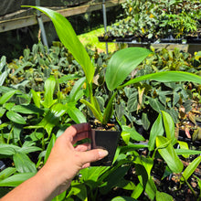 Load image into Gallery viewer, Philodendron Panduriforme 2.5" pot, Fedex 2day*
