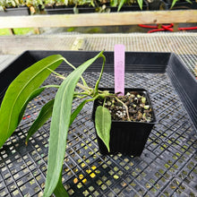 Load image into Gallery viewer, Anthurium Pallidiflorum, Exact Plant Ships Nationwide
