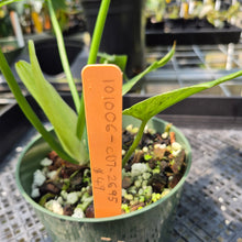 Load image into Gallery viewer, Philodendron Minarum 'Lime Fiddle' exact plant, Fedex 2day*
