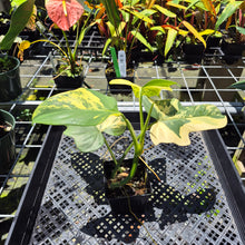 Load image into Gallery viewer, Philodendron Bipennifolium Variegated exact plant, Fedex 2day*
