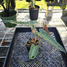 Load image into Gallery viewer, Philodendron Atabapoense Dark Form, Exact Plant Ships Nationwide
