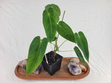 Load image into Gallery viewer, Anthurium Angamarcanum , Exact Plant Ships Nationwide
