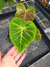 Load image into Gallery viewer, Philodendron Verrucosum Melon 4" pot, Fedex 2day*
