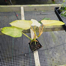 Load image into Gallery viewer, Philodendron Whipple Way, Exact Plant Variegated Ships Nationwide
