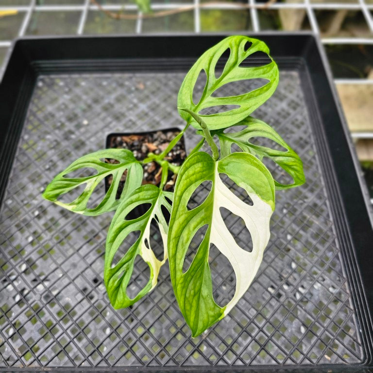 Monstera Adansonii Albo Tricolor, Exact Plant Variegated