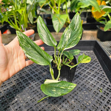 Load image into Gallery viewer, Monstera Standleyana Aurea, Exact Plant Variegated Ships Nationwide
