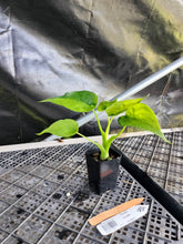 Load image into Gallery viewer, Alocasia Cucullata, Exact Plant Variegated Ships Nationwide
