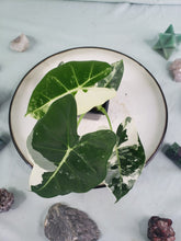 Load image into Gallery viewer, Frydek, Exact Plant, variegated Alocasia
