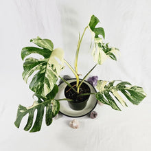 Load image into Gallery viewer, Monstera Borsigiana Albo Deliciosa, Exact Plant Variegated Ships Nationwide
