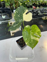 Load image into Gallery viewer, Monstera Deliciosa Creme Brulee variegated exact plant, Fedex 2day*
