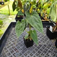 Load image into Gallery viewer, Anthurium Papillilaminum Fort Sherman X (FS X Ralph Lynam) 2.5" pot, Fedex 2day*
