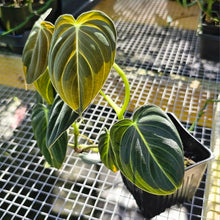 Load image into Gallery viewer, Philodendron Melanochrysum, Exact Plant Ships Nationwide
