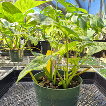 Load image into Gallery viewer, Syngonium Mojito, Exact Plant Variegated Ships Nationwide
