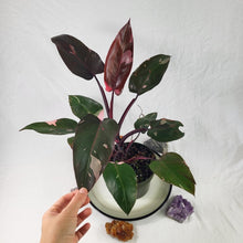 Load image into Gallery viewer, Philodendron Pink Princess, Exact Plant Variegated
