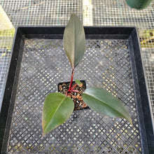 Load image into Gallery viewer, Philodendron Royal Queen, Exact Plant Ships Nationwide
