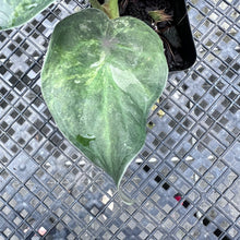 Load image into Gallery viewer, Alocasia Wentii Pink Splash Variegated 2.5" pot, Fedex 2day*
