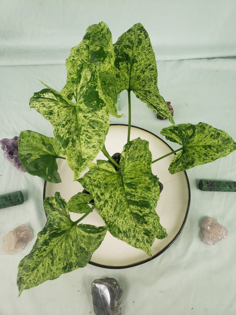 Mojito, Exact Plant, double plant, variegated Syngonium