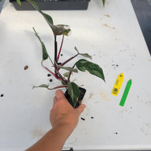 Load image into Gallery viewer, Philodendron Red Anderson, Exact Plant Ships Nationwide
