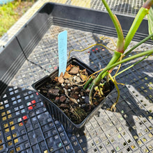 Load image into Gallery viewer, Anthurium Polydactylum, Exact Plant Ships Nationwide
