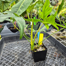 Load image into Gallery viewer, Philodendron Quercifolium x Pedatum, Exact Plant Ships Nationwide
