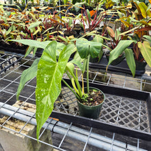 Load image into Gallery viewer, Philodendron Jose Buono, Exact Plant Variegated Ships Nationwide
