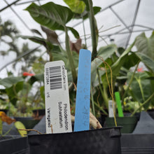 Load image into Gallery viewer, Philodendron Subhastatum, Exact Plant Variegated Ships Nationwide
