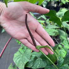 Load image into Gallery viewer, Anthurium Macrolobium, Exact Plant 8&#39;&#39; pot Ships Nationwide
