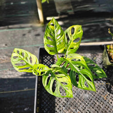 Load image into Gallery viewer, Monstera Adansonii Aurea, Exact Plant Variegated Ships Nationwide
