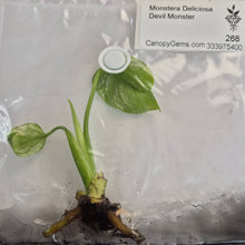 Load image into Gallery viewer, Monstera Deliciosa Devil Monster tissue culture 2DayAir
