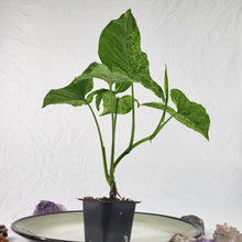 Load image into Gallery viewer, Syngonium Mojito, Exact Plant Variegated Ships Nationwide
