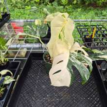 Load image into Gallery viewer, Monstera Borsigiana Albo Deliciosa, Exact Plant Variegated Ships Nationwide
