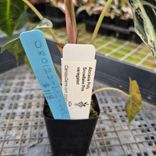 Load image into Gallery viewer, Alocasia Polly Snowflake Pink variegated exact plant, Fedex 2day*
